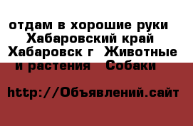 отдам в хорошие руки - Хабаровский край, Хабаровск г. Животные и растения » Собаки   